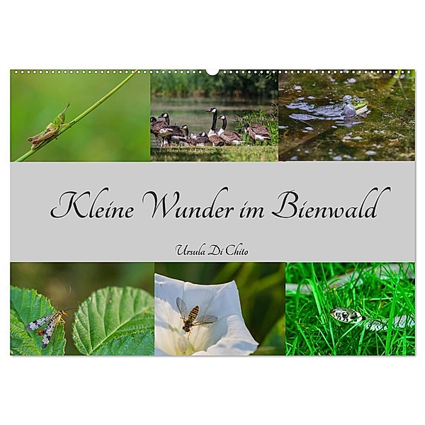 Kleine Wunder im Bienwald (Wandkalender 2025 DIN A2 quer), CALVENDO Monatskalender, Calvendo, Ursula Di Chito