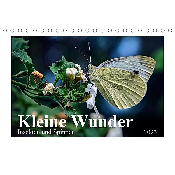 Kleine Wunder - Insekten und Spinnen (Tischkalender 2023 DIN A5 quer), Michael Schöne