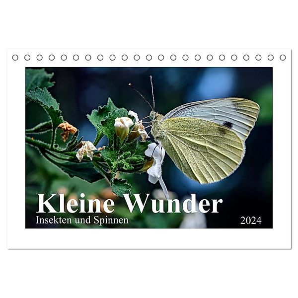 Kleine Wunder - Insekten und Spinnen (Tischkalender 2024 DIN A5 quer), CALVENDO Monatskalender, Michael Schöne