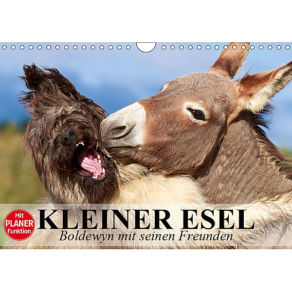 Kleiner Esel. Boldewyn mit seinen Freunden (Wandkalender 2019 DIN A4 quer), Elisabeth Stanzer