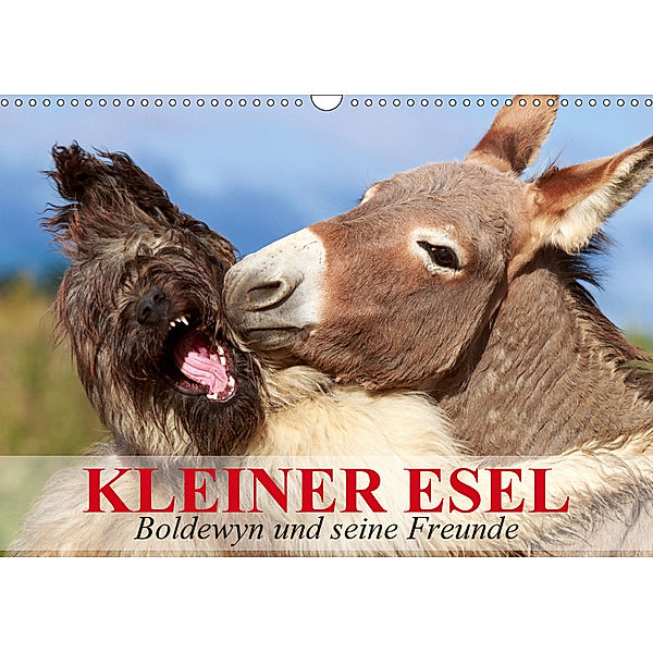Kleiner Esel. Boldewyn und seine Freunde (Wandkalender 2019 DIN A3 quer), Elisabeth Stanzer