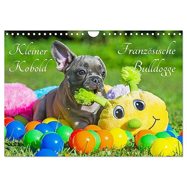Kleiner Kobold Französische Bulldogge (Wandkalender 2024 DIN A4 quer), CALVENDO Monatskalender, Sigrid Starick