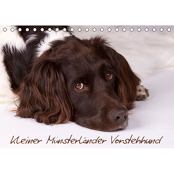 Kleiner Münsterländer Vorstehhund (Tischkalender 2019 DIN A5 quer), Nadine Gerlach