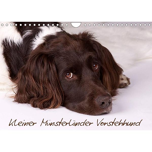 Kleiner Münsterländer Vorstehhund (Wandkalender 2023 DIN A4 quer), Nadine Gerlach