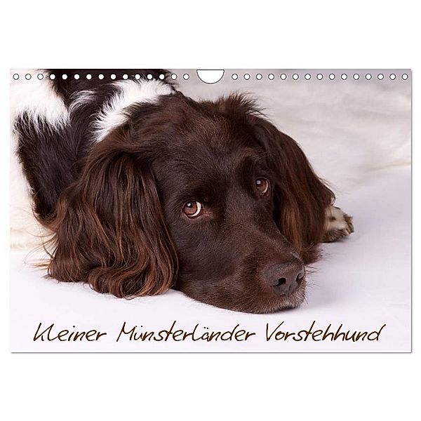 Kleiner Münsterländer Vorstehhund (Wandkalender 2024 DIN A4 quer), CALVENDO Monatskalender, Nadine Gerlach