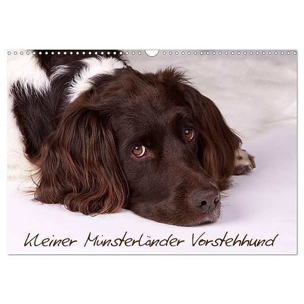 Kleiner Münsterländer Vorstehhund (Wandkalender 2024 DIN A3 quer), CALVENDO Monatskalender, Nadine Gerlach