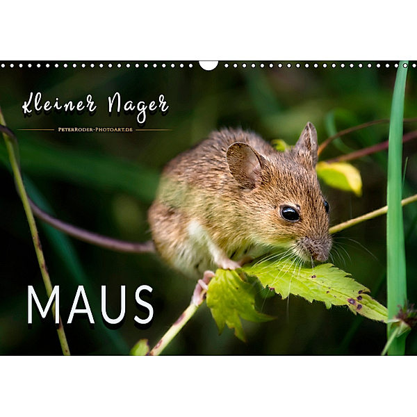 Kleiner Nager - Maus (Wandkalender 2019 DIN A3 quer), Peter Roder