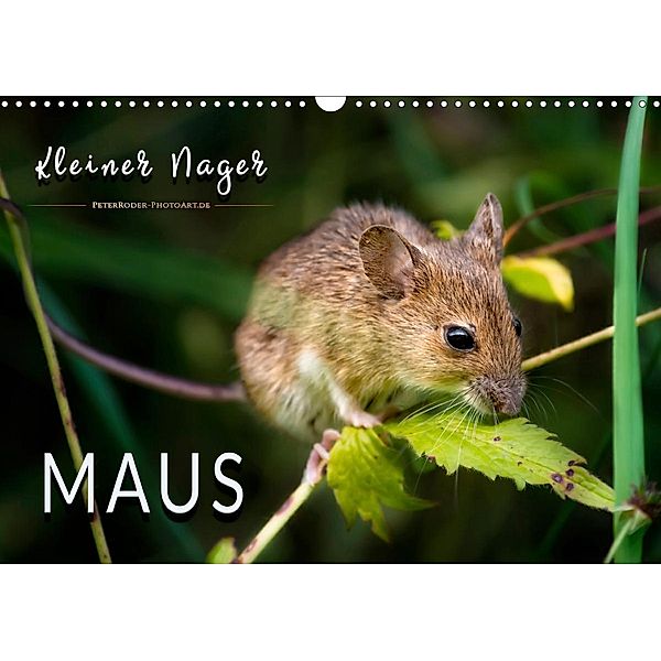 Kleiner Nager - Maus (Wandkalender 2020 DIN A3 quer), Peter Roder