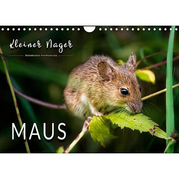 Kleiner Nager - Maus (Wandkalender 2023 DIN A4 quer), Peter Roder