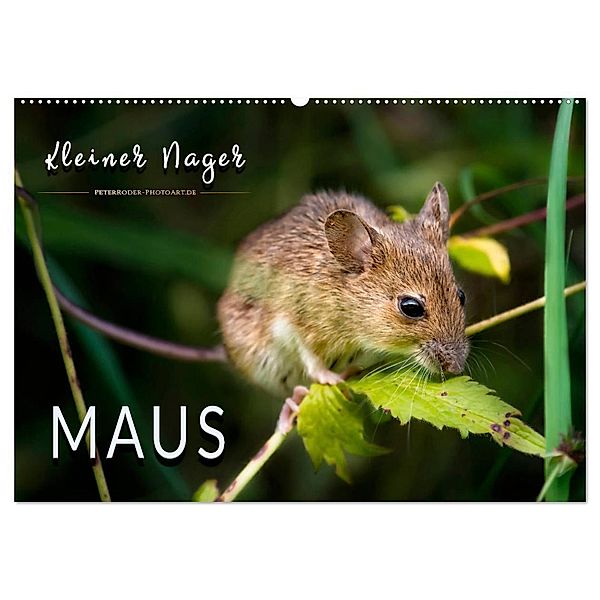 Kleiner Nager - Maus (Wandkalender 2024 DIN A2 quer), CALVENDO Monatskalender, Peter Roder