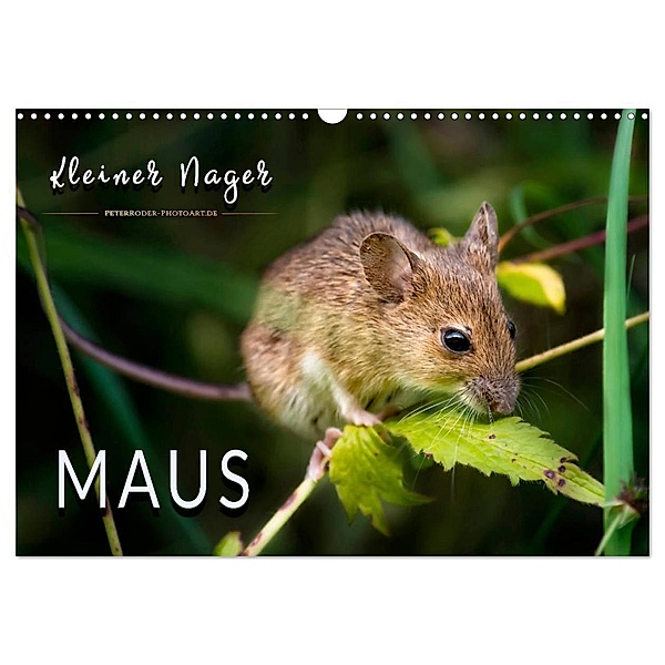 Kleiner Nager - Maus (Wandkalender 2024 DIN A3 quer), CALVENDO Monatskalender, Peter Roder