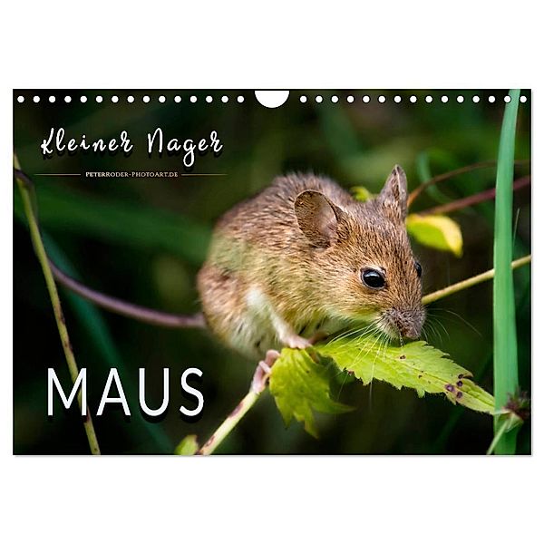 Kleiner Nager - Maus (Wandkalender 2025 DIN A4 quer), CALVENDO Monatskalender, Calvendo, Peter Roder