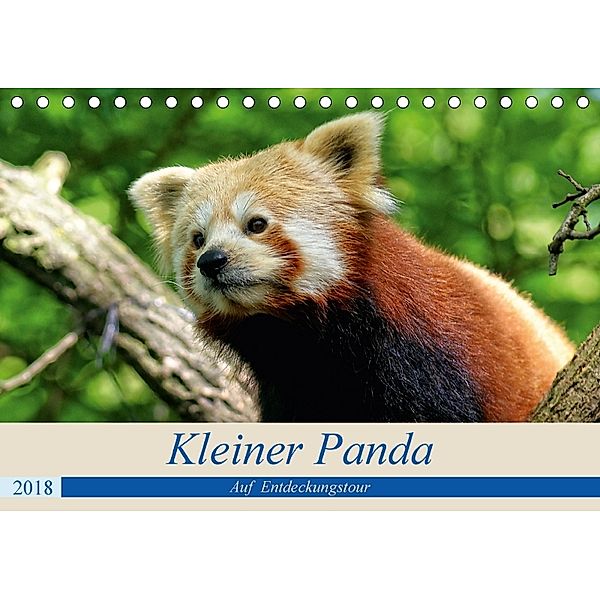 Kleiner Panda auf Entdeckungstour (Tischkalender 2018 DIN A5 quer), Peter Hebgen