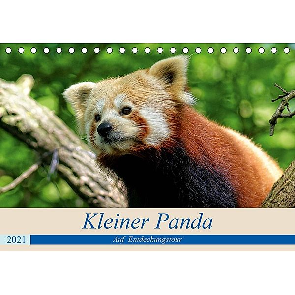 Kleiner Panda auf Entdeckungstour (Tischkalender 2021 DIN A5 quer), Peter Hebgen