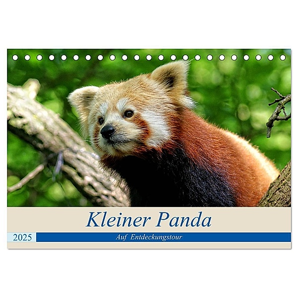 Kleiner Panda auf Entdeckungstour (Tischkalender 2025 DIN A5 quer), CALVENDO Monatskalender, Calvendo, Peter Hebgen