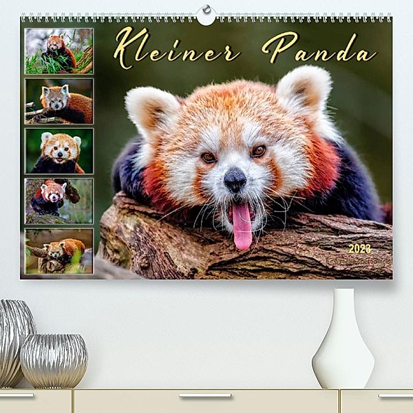 Kleiner Panda (Premium, hochwertiger DIN A2 Wandkalender 2023, Kunstdruck in Hochglanz), Peter Roder