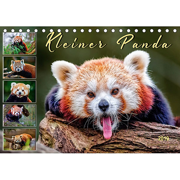 Kleiner Panda (Tischkalender 2019 DIN A5 quer), Peter Roder