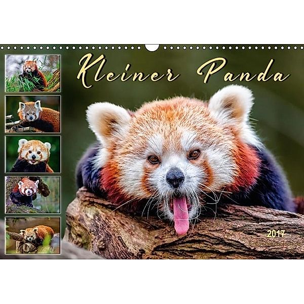Kleiner Panda (Wandkalender 2017 DIN A3 quer), Peter Roder