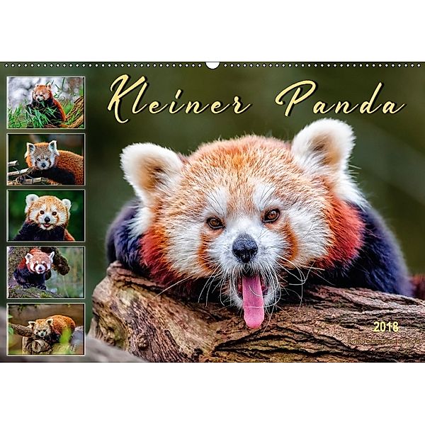 Kleiner Panda (Wandkalender 2018 DIN A2 quer), Peter Roder