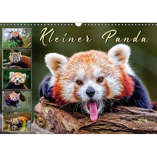Kleiner Panda (Wandkalender 2018 DIN A3 quer), Peter Roder