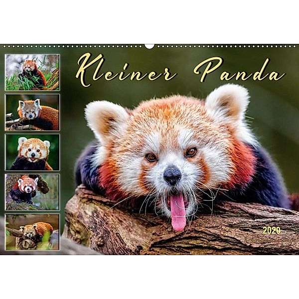 Kleiner Panda (Wandkalender 2020 DIN A2 quer), Peter Roder