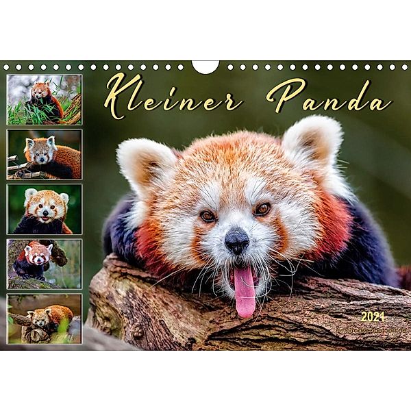 Kleiner Panda (Wandkalender 2021 DIN A4 quer), Peter Roder