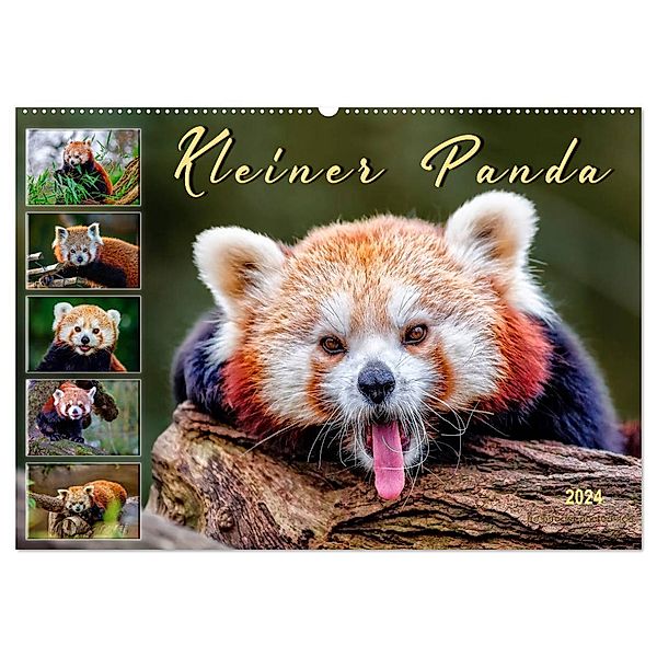 Kleiner Panda (Wandkalender 2024 DIN A2 quer), CALVENDO Monatskalender, Peter Roder