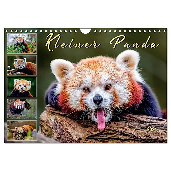 Kleiner Panda (Wandkalender 2024 DIN A4 quer), CALVENDO Monatskalender, Peter Roder