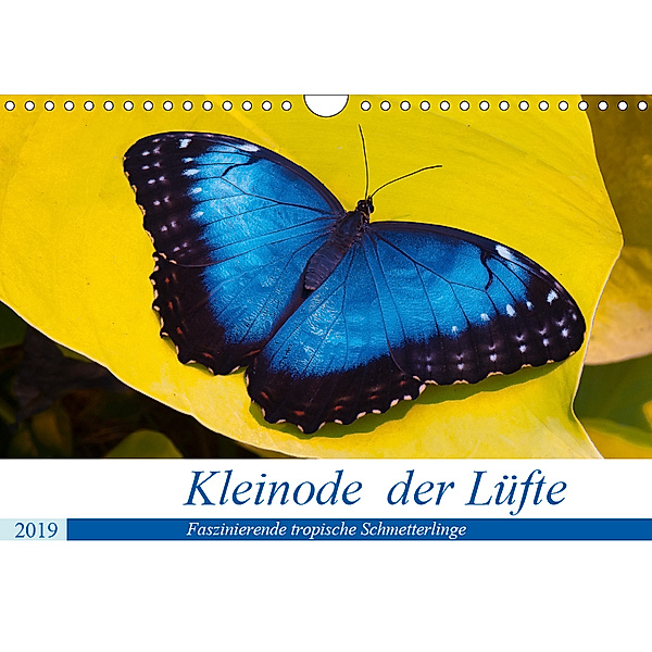 Kleinode der Lüfte - Faszinierende tropische Schmetterlinge (Wandkalender 2019 DIN A4 quer), Armin Maywald