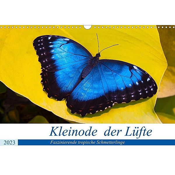 Kleinode der Lüfte - Faszinierende tropische Schmetterlinge (Wandkalender 2023 DIN A3 quer), Armin Maywald