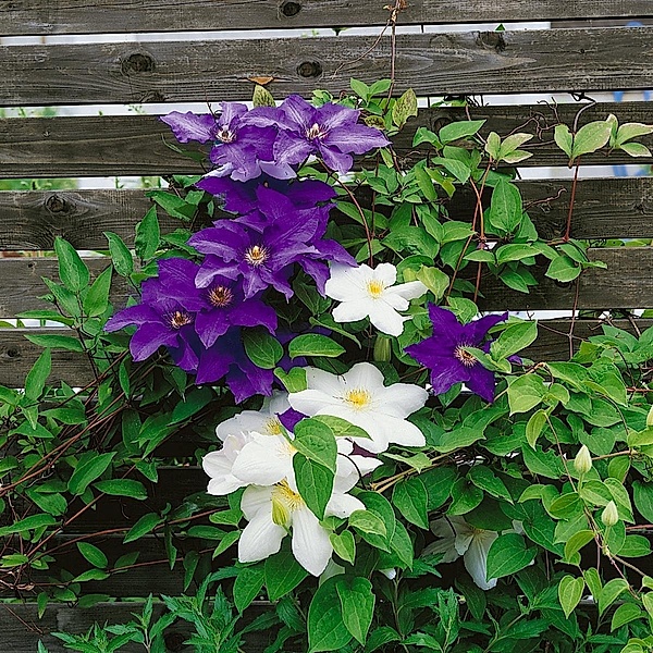 Klematis, Waldrebe, Clematis The President® und Clematis Mme le Coultre®, je 1 Pflanze im 2 Liter Topf