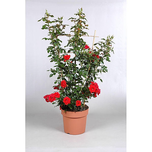 Kletterrose Courtyard® Balbo™, rot, 1 Pflanze