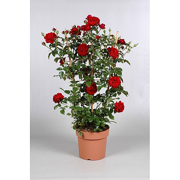 Kletterrose Courtyard® Mamma Mia™, rosa, 1 Pflanze