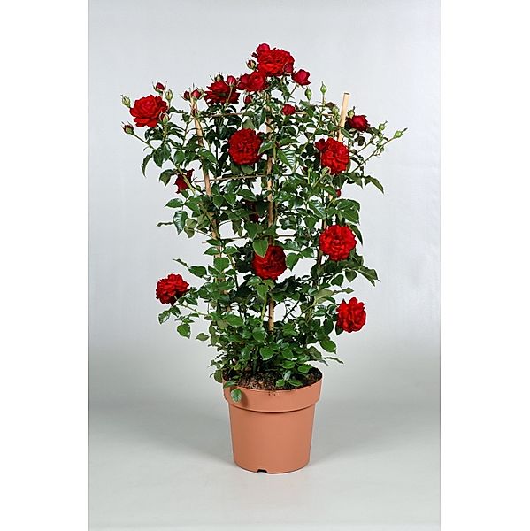 Kletterrose Courtyard® Mamma Mia™,rosa,3 Pflanzen