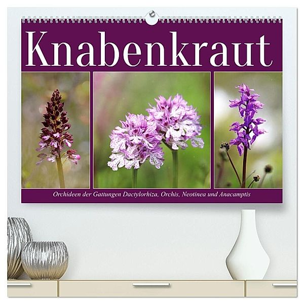 Knabenkraut (hochwertiger Premium Wandkalender 2024 DIN A2 quer), Kunstdruck in Hochglanz, Sabine Löwer