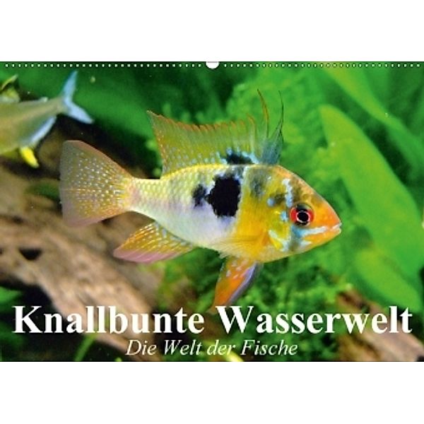 Knallbunte Wasserwelt. Die Welt der Fische (Wandkalender 2017 DIN A2 quer), Elisabeth Stanzer