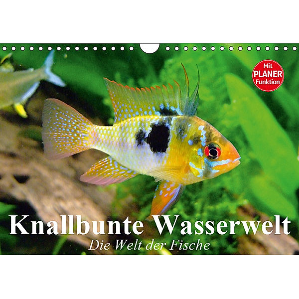 Knallbunte Wasserwelt. Die Welt der Fische (Wandkalender 2019 DIN A4 quer), Elisabeth Stanzer