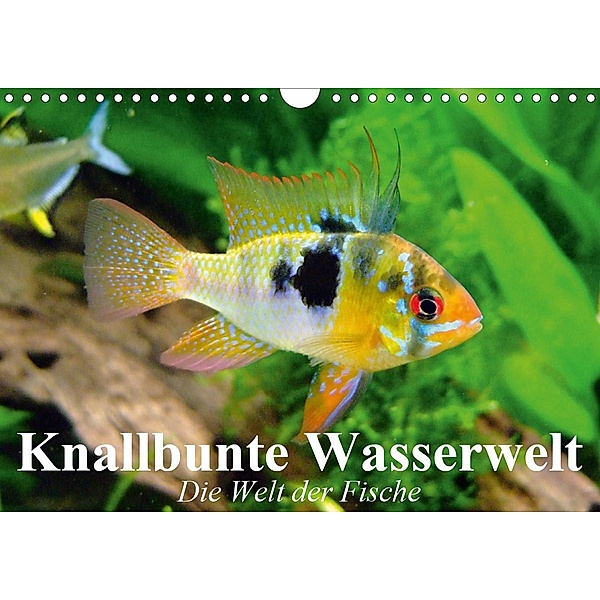 Knallbunte Wasserwelt. Die Welt der Fische (Wandkalender 2020 DIN A4 quer), Elisabeth Stanzer