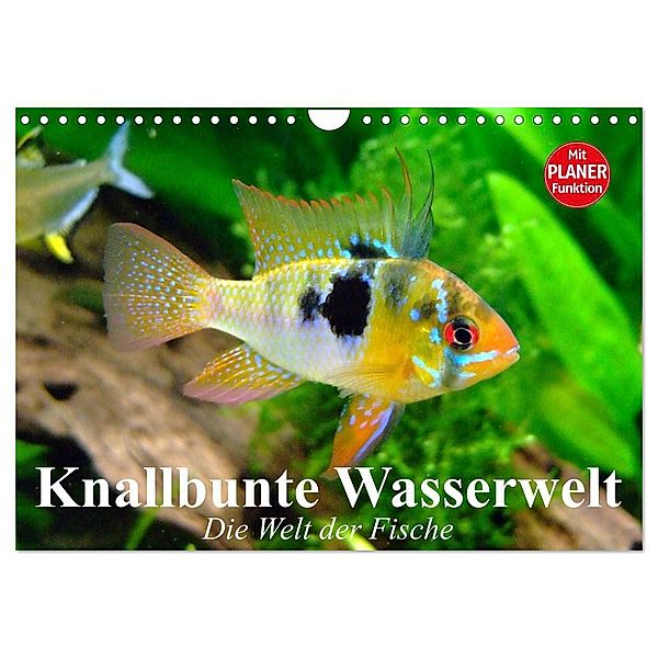 Knallbunte Wasserwelt. Die Welt der Fische (Wandkalender 2024 DIN A4 quer), CALVENDO Monatskalender, Elisabeth Stanzer