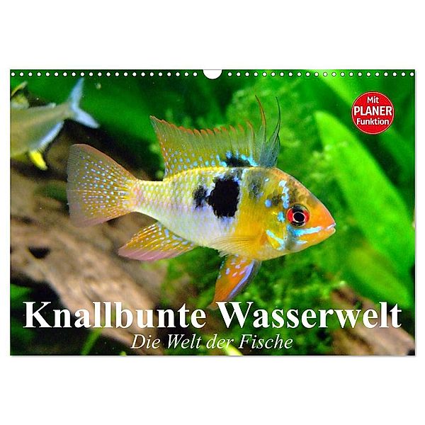 Knallbunte Wasserwelt. Die Welt der Fische (Wandkalender 2024 DIN A3 quer), CALVENDO Monatskalender, Elisabeth Stanzer