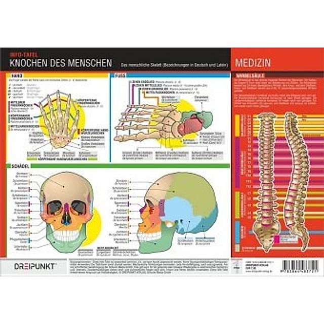 Knochen des Menschen, 1 Info-Tafel Buch bei Weltbild.ch bestellen
