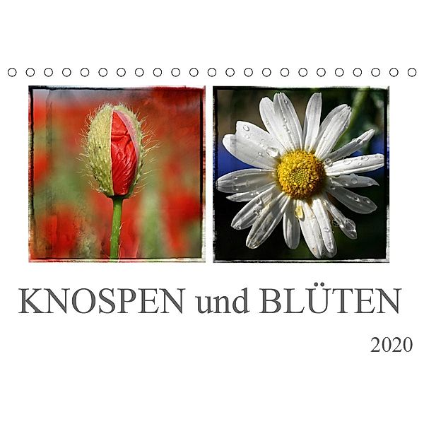 Knospen und Blüten (Tischkalender 2020 DIN A5 quer)