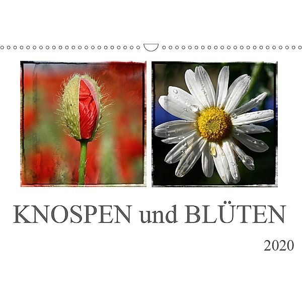 Knospen und Blüten (Wandkalender 2020 DIN A3 quer)