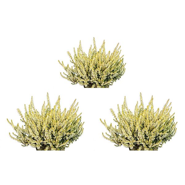 Knospenheide Calluna Garden Girls®,weiß,3 Pflanzen