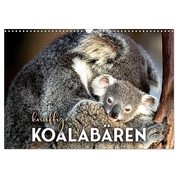 Knuffige Koalabären (Wandkalender 2024 DIN A3 quer), CALVENDO Monatskalender, SF