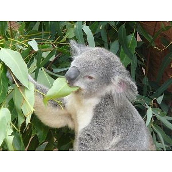 Koala - 100 Teile (Puzzle)