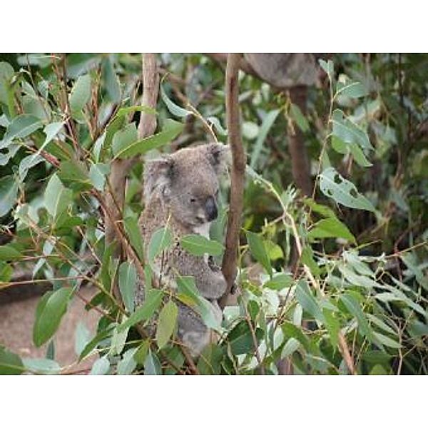 Koala - 2.000 Teile (Puzzle)