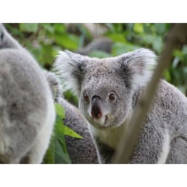 Koala - 200 Teile (Puzzle)