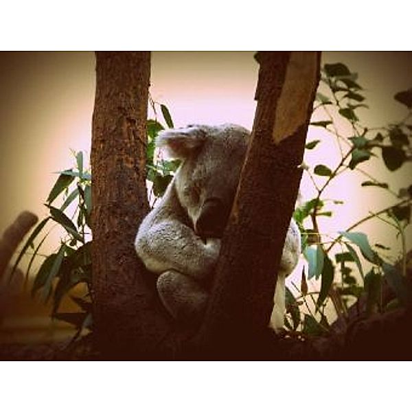 Koala - 200 Teile (Puzzle)