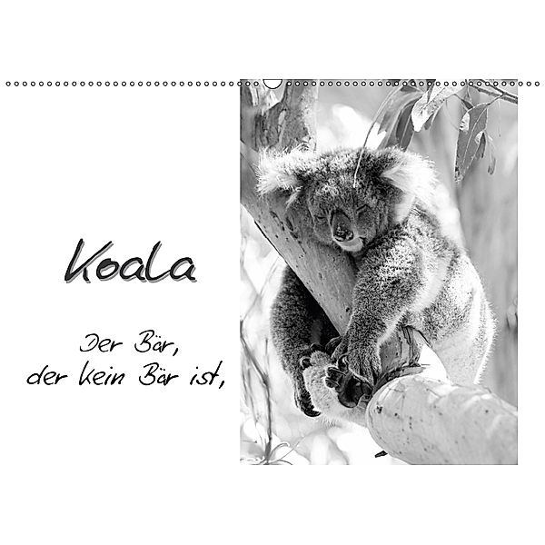 Koala Ein Bär, der kein Bär ist (Wandkalender 2018 DIN A2 quer), Silvia Drafz
